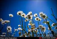 Chamomile Flowers Festival