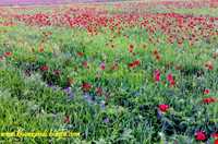 چشمه خان بولاغی