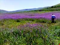 چشمه خان بولاغی