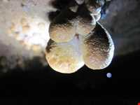 روستا و غار جفریز