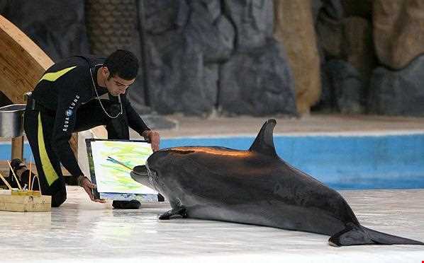 پارک دلفینها