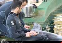 پارک دلفینها