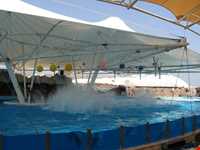 پارک دلفینها