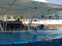 پارک دلفینها