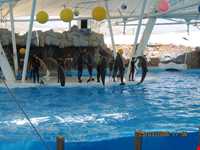 پارک دلفینها