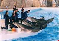 پارک دلفینها