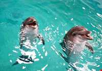 پارک دلفینها