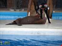 پارک دلفینها