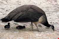 باغ پرندگان کیش