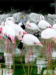 باغ پرندگان کیش