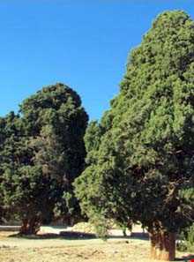 سرو دوقلو مبارکه