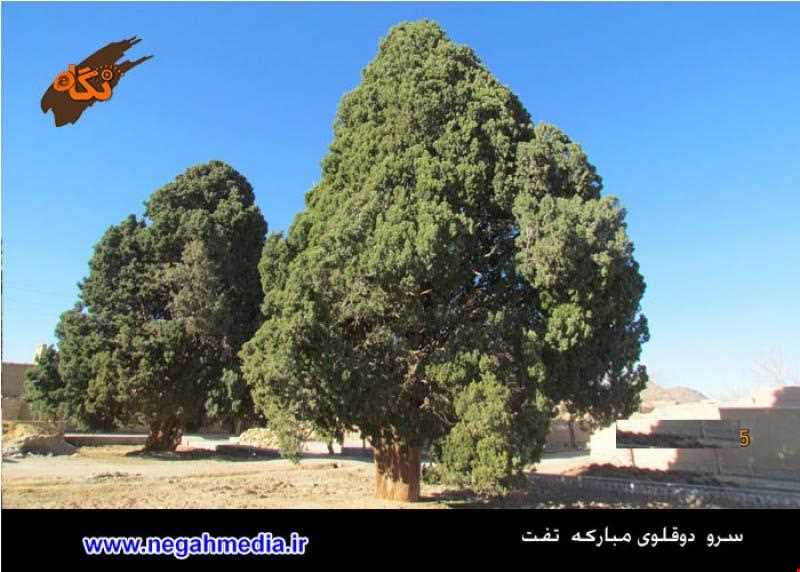 Sarv do gholoo Of Mobarakeh village