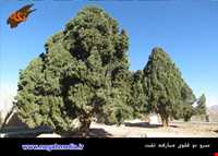 Sarv do gholoo Of Mobarakeh village