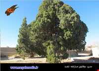 Sarv do gholoo Of Mobarakeh village