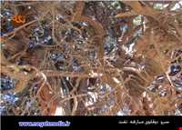 Sarv do gholoo Of Mobarakeh village