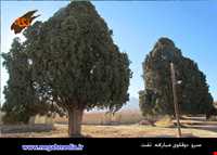 Sarv do gholoo Of Mobarakeh village