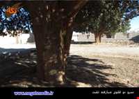 Sarv do gholoo Of Mobarakeh village