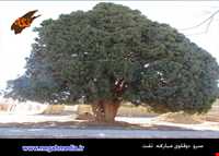 Sarv do gholoo Of Mobarakeh village