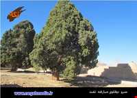 Sarv do gholoo Of Mobarakeh village