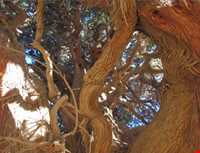 Sarv do gholoo Of Mobarakeh village