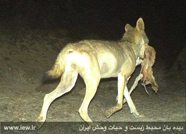 Siahkoh National Park