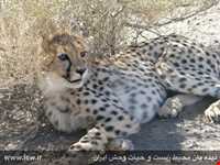 Siahkoh National Park