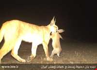 Siahkoh National Park