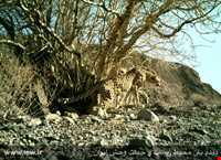 Siahkoh National Park