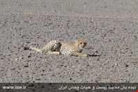 Siahkoh National Park