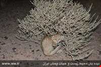 Siahkoh National Park