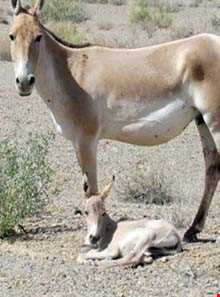 منطقه حفاظت شده کالمند و بهادران