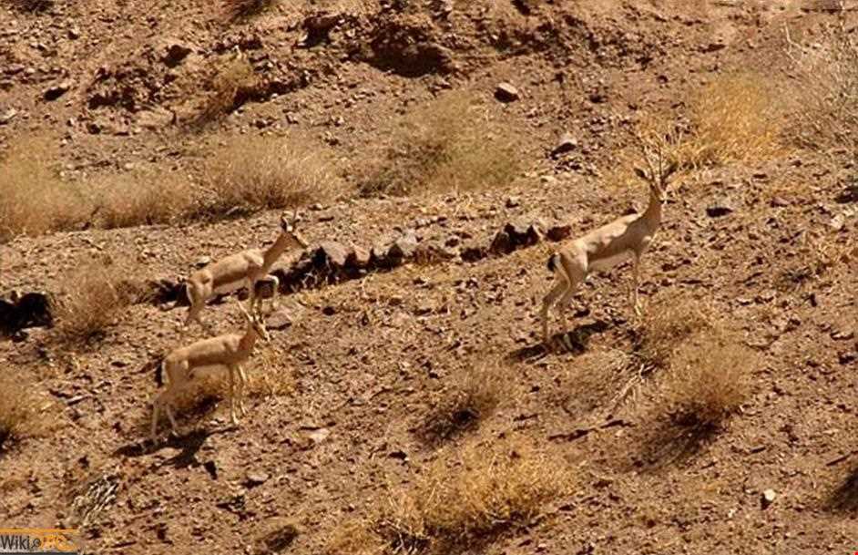 Kalmand And Bahadoran Protected Area