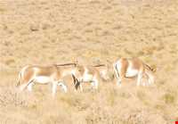 Kalmand And Bahadoran Protected Area