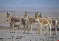 Kalmand And Bahadoran Protected Area