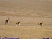 Kalmand And Bahadoran Protected Area