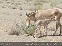 Kalmand And Bahadoran Protected Area