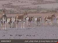 Kalmand And Bahadoran Protected Area