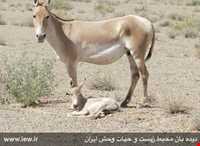 Kalmand And Bahadoran Protected Area