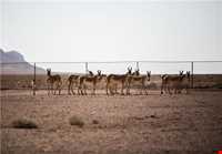 Kalmand And Bahadoran Protected Area