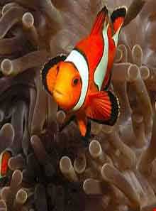 قایقهای کف شیشه ای