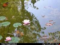 باغ نگارستان