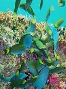 آکواریوم و نمایشگاه خزندگان