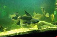 آکواریوم و نمایشگاه خزندگان