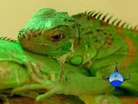 آکواریوم و نمایشگاه خزندگان