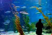 آکواریوم و نمایشگاه خزندگان