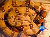 آکواریوم و نمایشگاه خزندگان