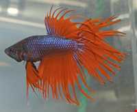 آکواریوم و نمایشگاه خزندگان