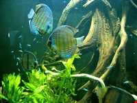 آکواریوم و نمایشگاه خزندگان