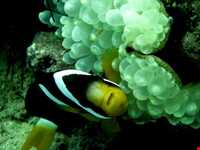 آکواریوم و نمایشگاه خزندگان