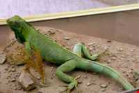 آکواریوم و نمایشگاه خزندگان